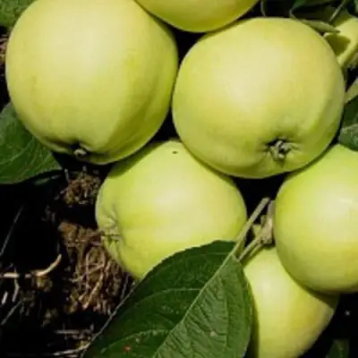 Яблоня ПАПИРОВКА в Барановичах