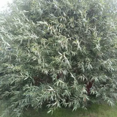 Ива СЕРЕБРИСТАЯ в Барановичах