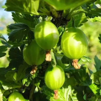 Крыжовник МАЛАХИТ в Барановичах