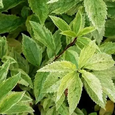 Форзиция ЛЕДНОГОРА промежуточная в Барановичах