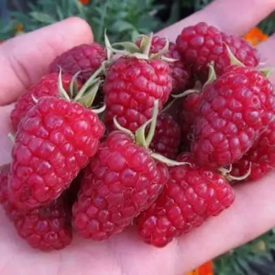 Малина МОСКОВСКИЙ ВЕЛИКАН в Барановичах