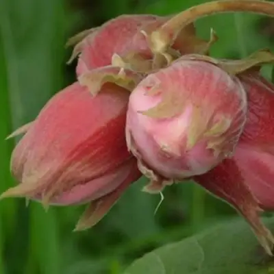 Фундук АКАДЕМИК ЯБЛОКОВ в Барановичах