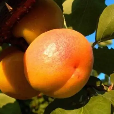 Абрикос СПАДЧЫНА в Барановичах