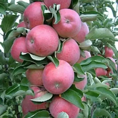 Яблоня АНТЕЙ КИЕВСКИЙ колонновидная в Барановичах