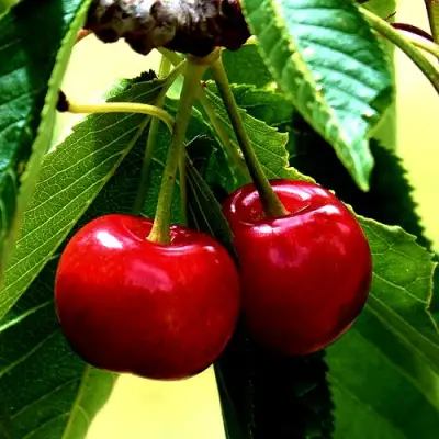 Вишня НИКА в Барановичах