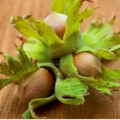 Фундук ГИГАНТ ТАМБОВСКИЙ в Барановичах