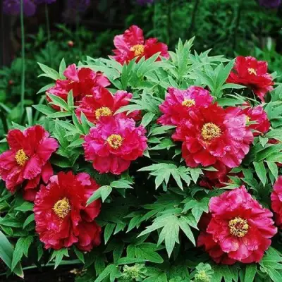 Пион КРАСНЫЙ ЛОТОС древовидный в Барановичах