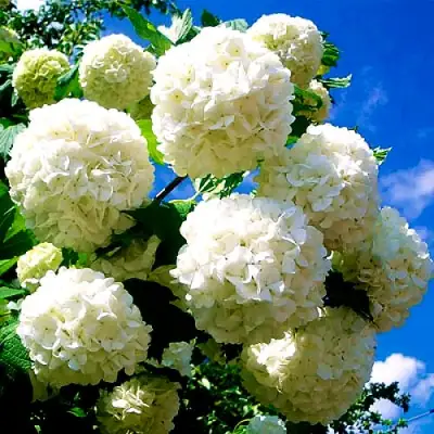 Калина БУЛЬДЕНЕЖ в Барановичах