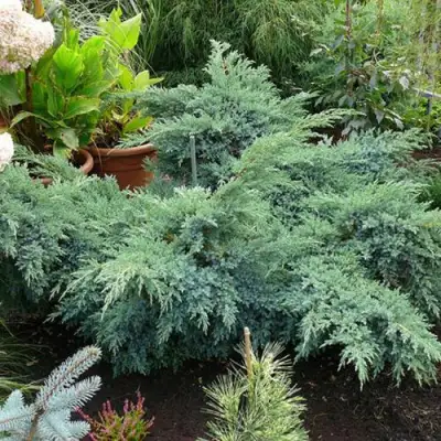 Можжевельник БЛЮ ШВЕД (СВИД) чешуйчатый в Барановичах