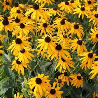 Рудбекия блестящая в Барановичах