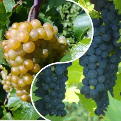 Комплект ИНЬ-ЯНЬ в Барановичах