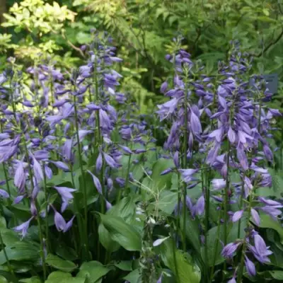 Хоста ГАРРИ ВАН ТРИЕР в Барановичах