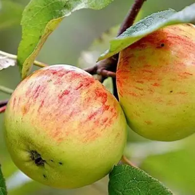 Яблоня РАНЕТКА (КОРОБОВКА) в Барановичах