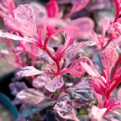 Барбарис РОУЗ ГЛОУ тунберга в Барановичах