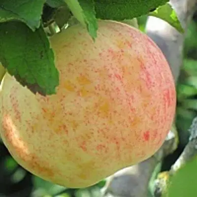 Яблоня ЛЕТНЕЕ СЛАДКОЕ в Барановичах