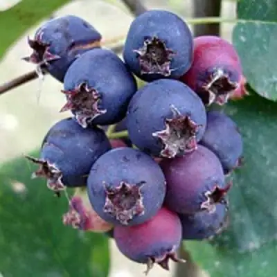 Ирга SLEYT в Барановичах