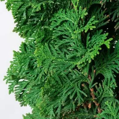 Туя СПИРАЛИС западная в Барановичах