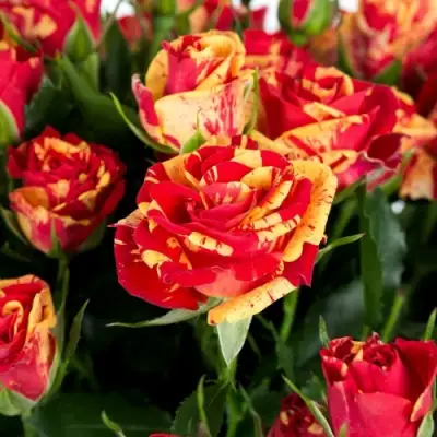 Роза ФАЙЕР ФЛЕШ спрей в Барановичах