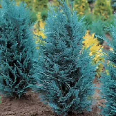 Кипарисовик ВАН ПЕЛЬТС БЛЮ лавсона в Барановичах