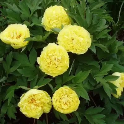 Пион ЗОЛОТАЯ КОРОНА древовидный в Барановичах