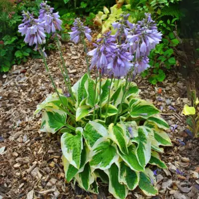 Хоста АУРЕОМАРГИНАТА в Барановичах