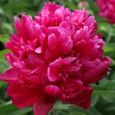 Пион ПЕСНЬ ВЕТРА травянистый в Барановичах