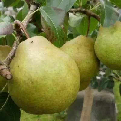 Груша ПЛАТОНОВСКАЯ в Барановичах