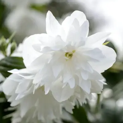 Жасмин МИНЕСОТА СНОУФЛЕЙК в Барановичах