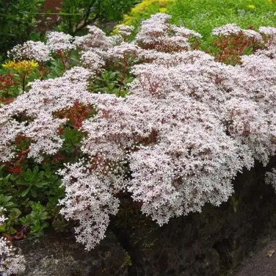 Очиток (седум) МУРАЛЕ белый в Барановичах