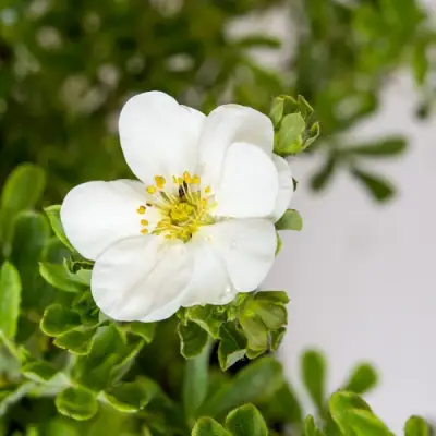 Лапчатка СНОУБЕРД кустарниковая в Барановичах