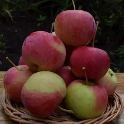 Яблоня РОДНИКОВАЯ в Барановичах