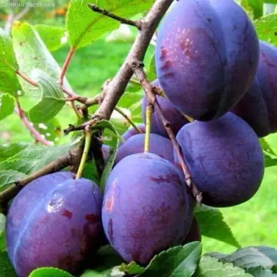 Слива ВЕНГЕРКА БЕЛОРУССКАЯ в Барановичах