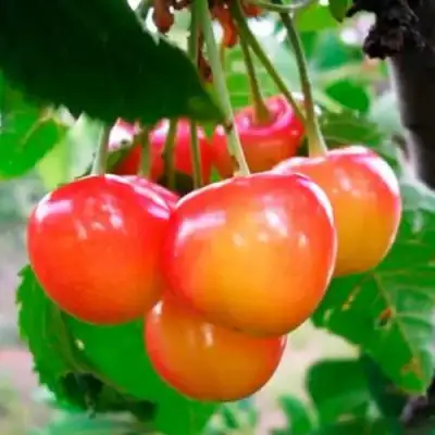 саженцы черешни Дончанка