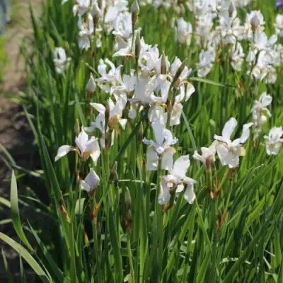 Ирис АЛЬБА сибирский в Барановичах