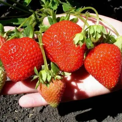 Клубника САН АНДРЕАС ремонтантная в Барановичах