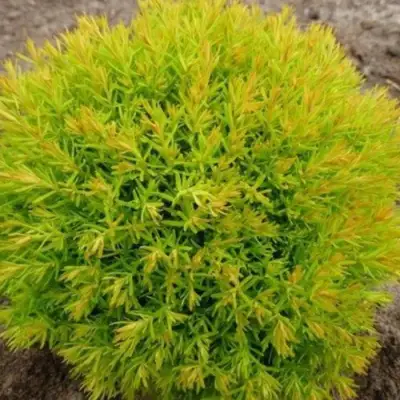 Туя АННИЕК западная в Барановичах