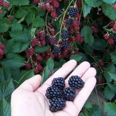 Ежевика ОРКАН бесшипная  в Барановичах