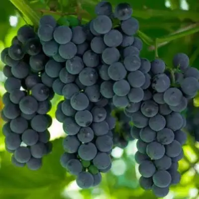 Саженцы винограда Кэмпбелл Эрли