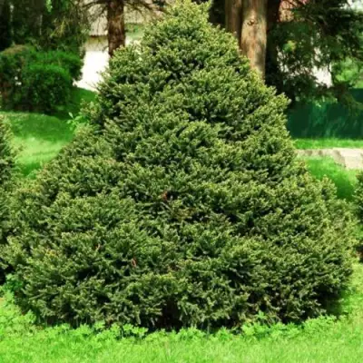Ель ОЛЕНДОРФИ обыкновенная в Барановичах