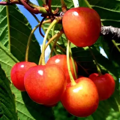 Черешня ФАТЕЖ в Барановичах