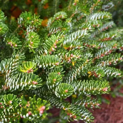 Пихта белая в Барановичах