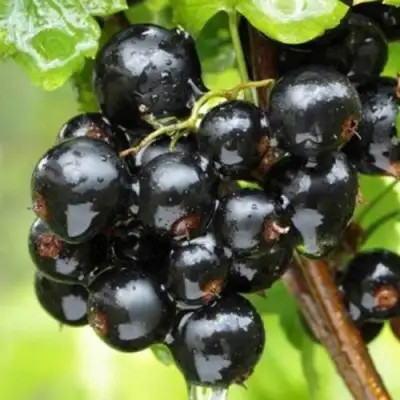 Смородина черная БЫЛИННАЯ (ВЕРНОСТЬ) в Барановичах