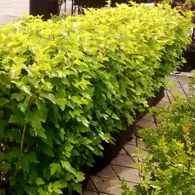 Комплект АНГЕЛ ГОЛД в Барановичах