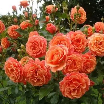 Роза БЕЛЬВЕДЕР шраб в Барановичах