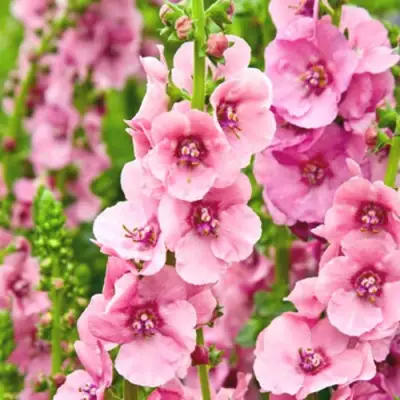 Коровяк ПИНК ДОМИНО гибридный (вербаскум) в Барановичах