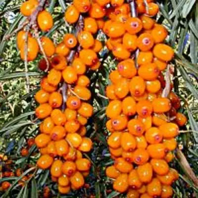 Облепиха СУДАРУШКА в Барановичах