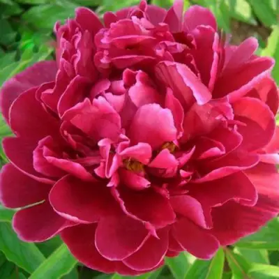 Пион КИТАЙСКИЙ ШЕЛК травянистый в Барановичах