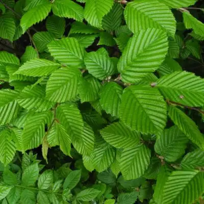 Граб  в Барановичах