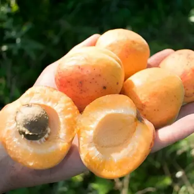 Абрикос ХАРГРАНД в Барановичах