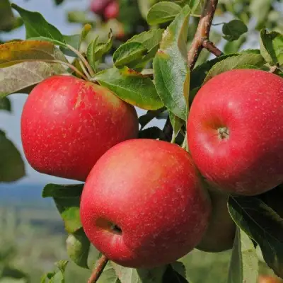 Яблоня ГАЛА МАСТ в Барановичах